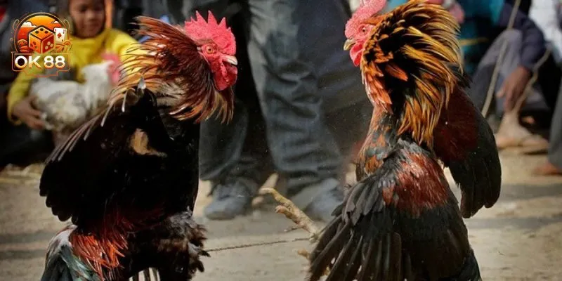 Các loại màu mạng gà đá phổ biến hiện nay