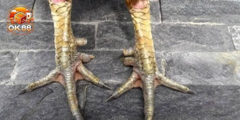 Các loại vảy gà xấu phổ biến hiện nay