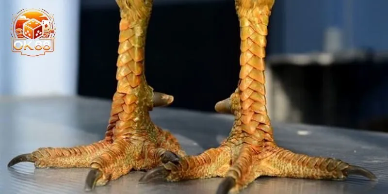 Vảy gà quý hiếm là gì?