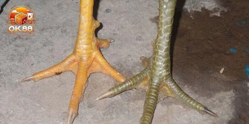 Nhận Biết Vảy Gà Xấu – Tránh Chiến Kê Yếu Khi Bắt Kèo OK88