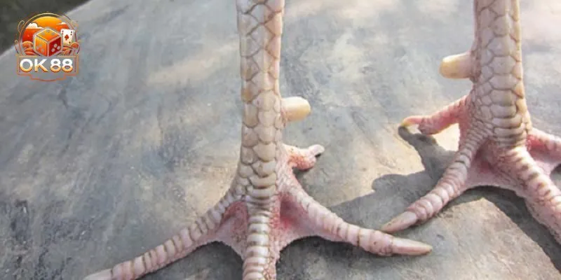 Vảy gà xấu là gì?